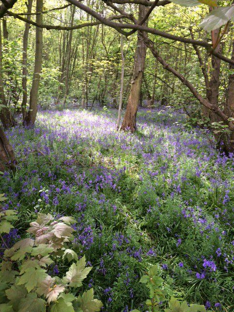 Bluebell woods in Leicestershire