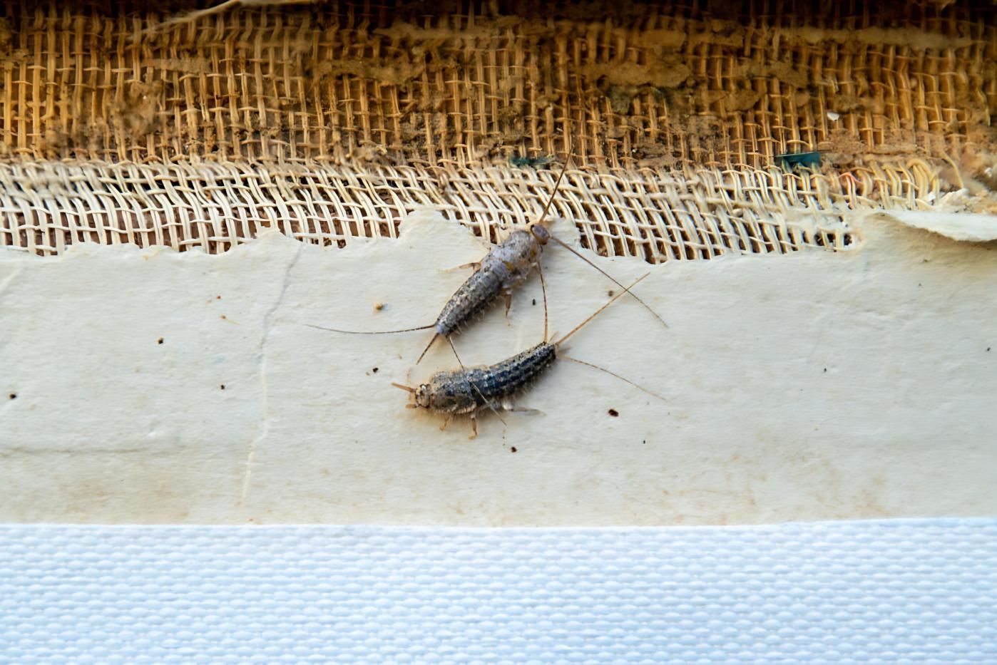 Two Silverfish Are Sitting on a Piece of Paper — TCB Pest Control Canberra In Greenway, ACT