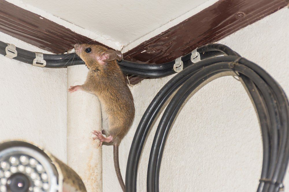 A Mouse is Climbing on a Pipe in a Room — TCB Pest Control Canberra in Queanbeyan, ACT