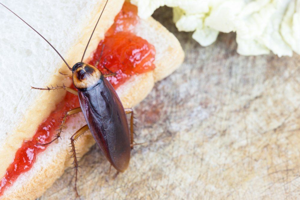 A Cockroach is Sitting on a Sandwich With Jam on It — TCB Pest Control Canberra in Tuggeranong, ACT