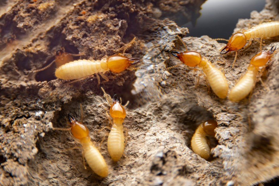 A Group of Termites Are Crawling on a Piece of Wood — TCB Pest Control Canberra in Tuggeranong, ACT