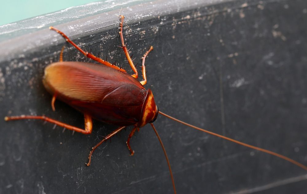 A Cockroach is Sitting on a Black Surface — TCB Pest Control Canberra in Queanbeyan, ACT