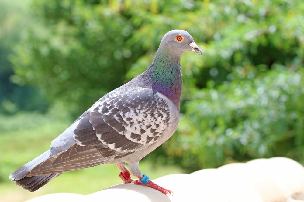 A pigeon with iridescent neck feathers perches on a white surface, with green foliage in the background.— TCB Pest Control Canberra in Belconnen, ACT