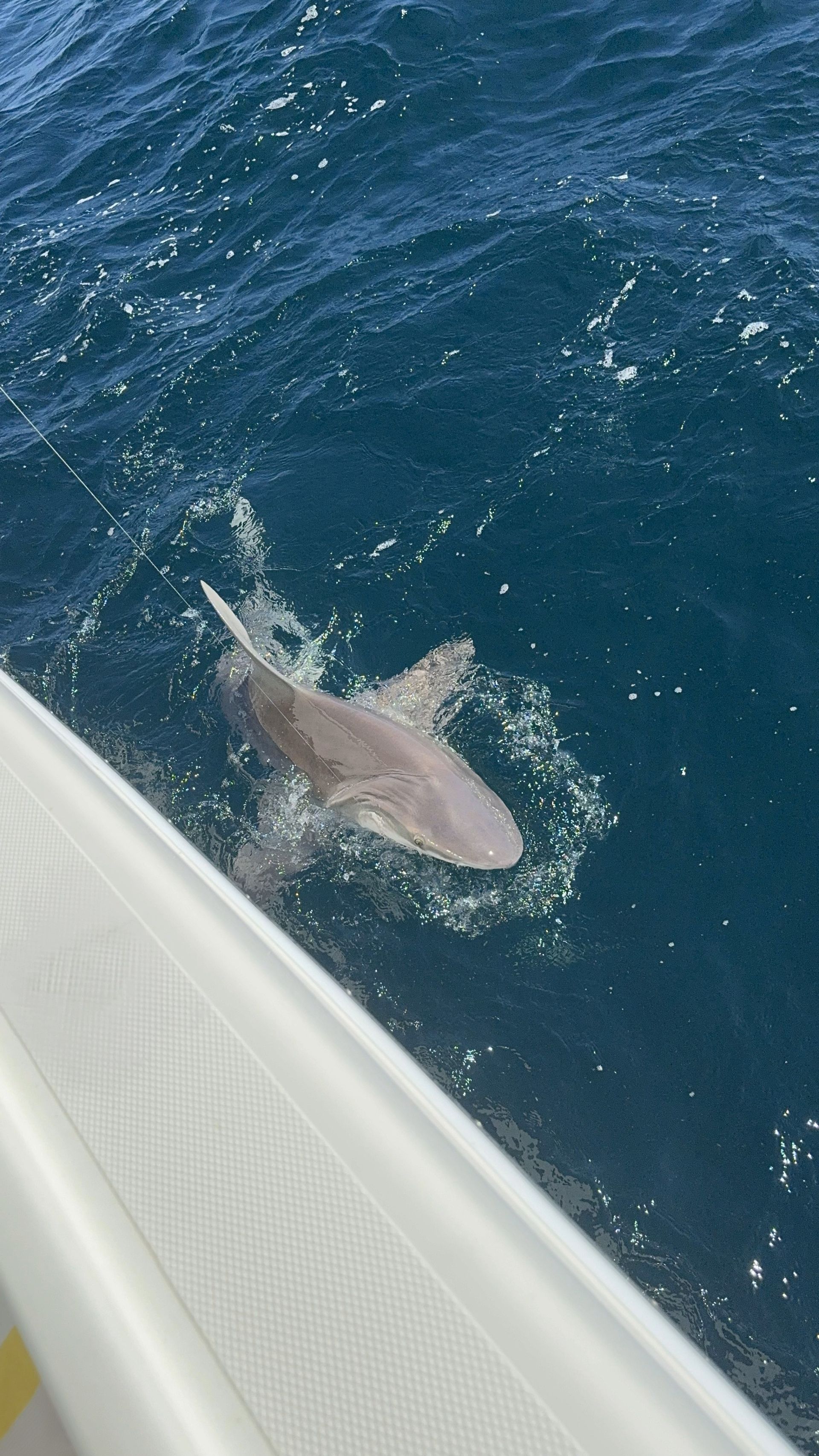 A shark is swimming in the ocean near a boat