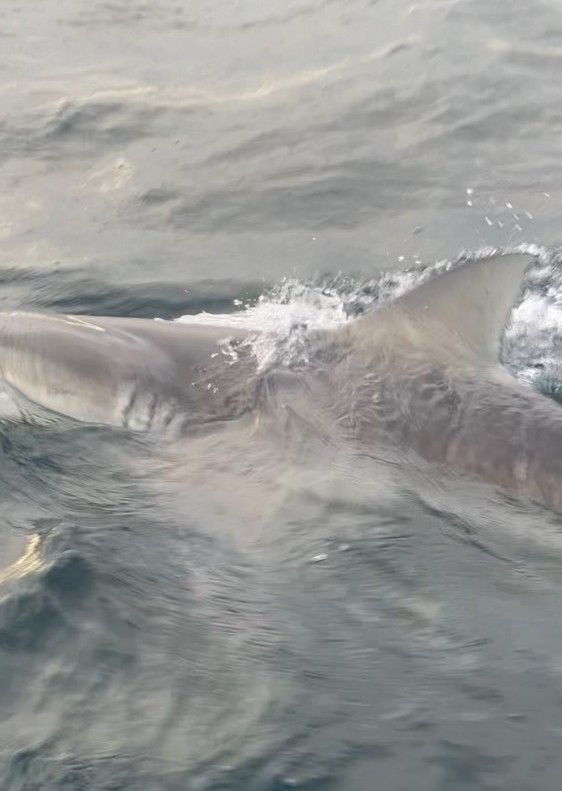 A shark is swimming in the ocean near a boat.