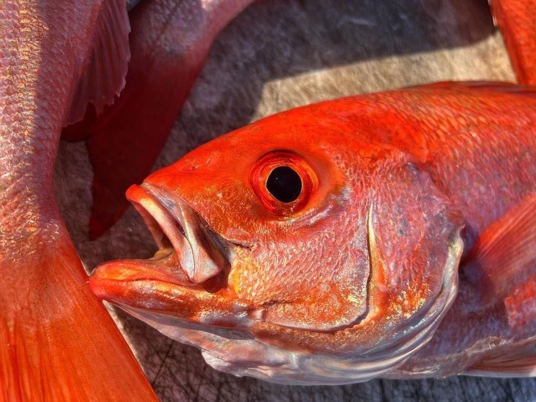 A close up of a red fish with its mouth open.