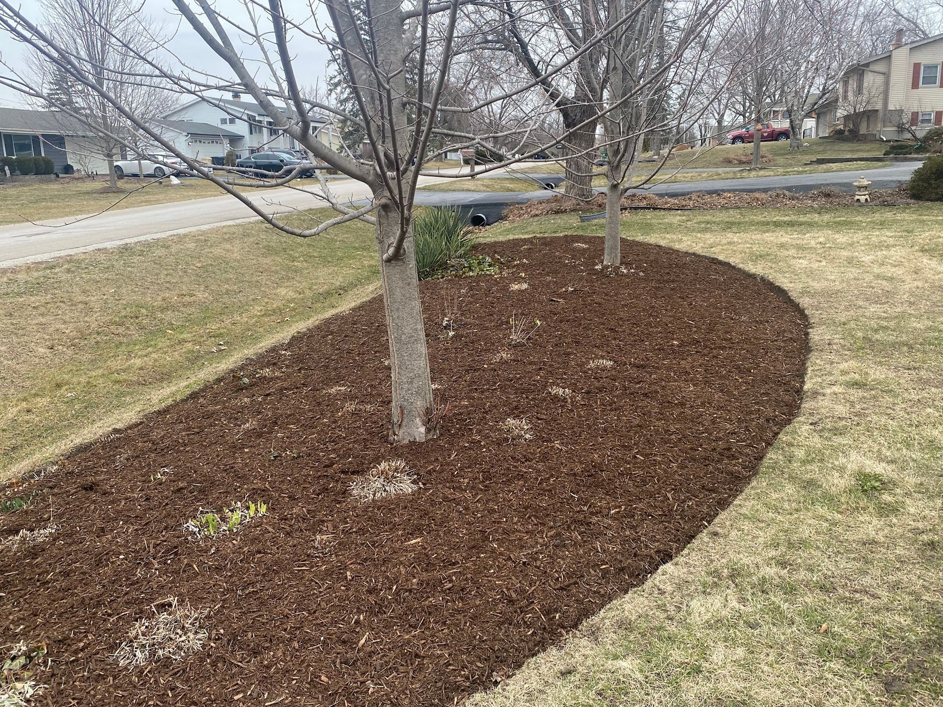 A tree is surrounded by mulch in a yard.