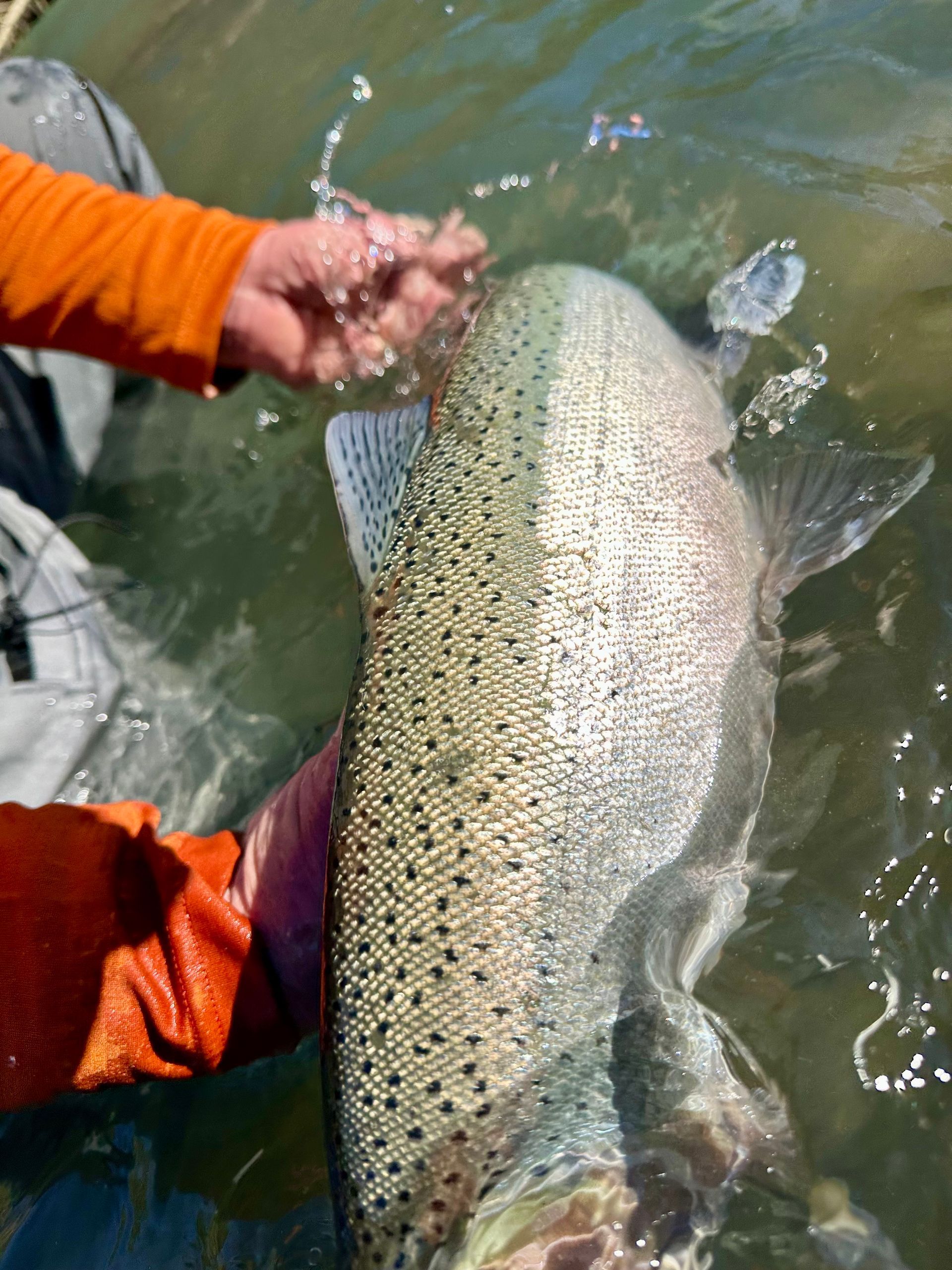 Angler casting for wild steelhead on California’s Eel River with a fly rod