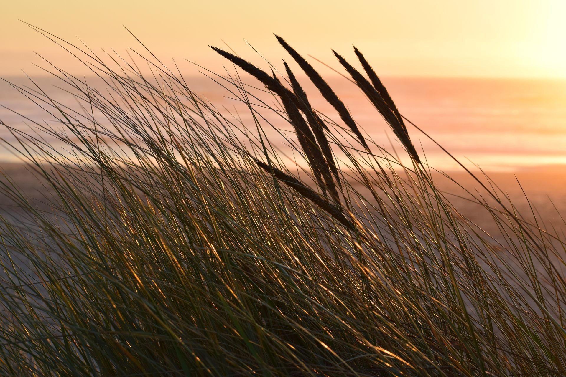 The front door of a house with a porch and plants in front of it.
