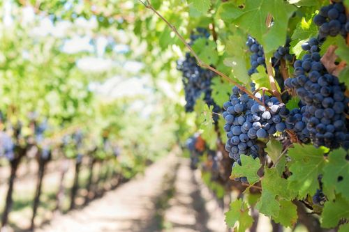 Rows of grape vines with ripe, dark purple grapes in a vineyard.