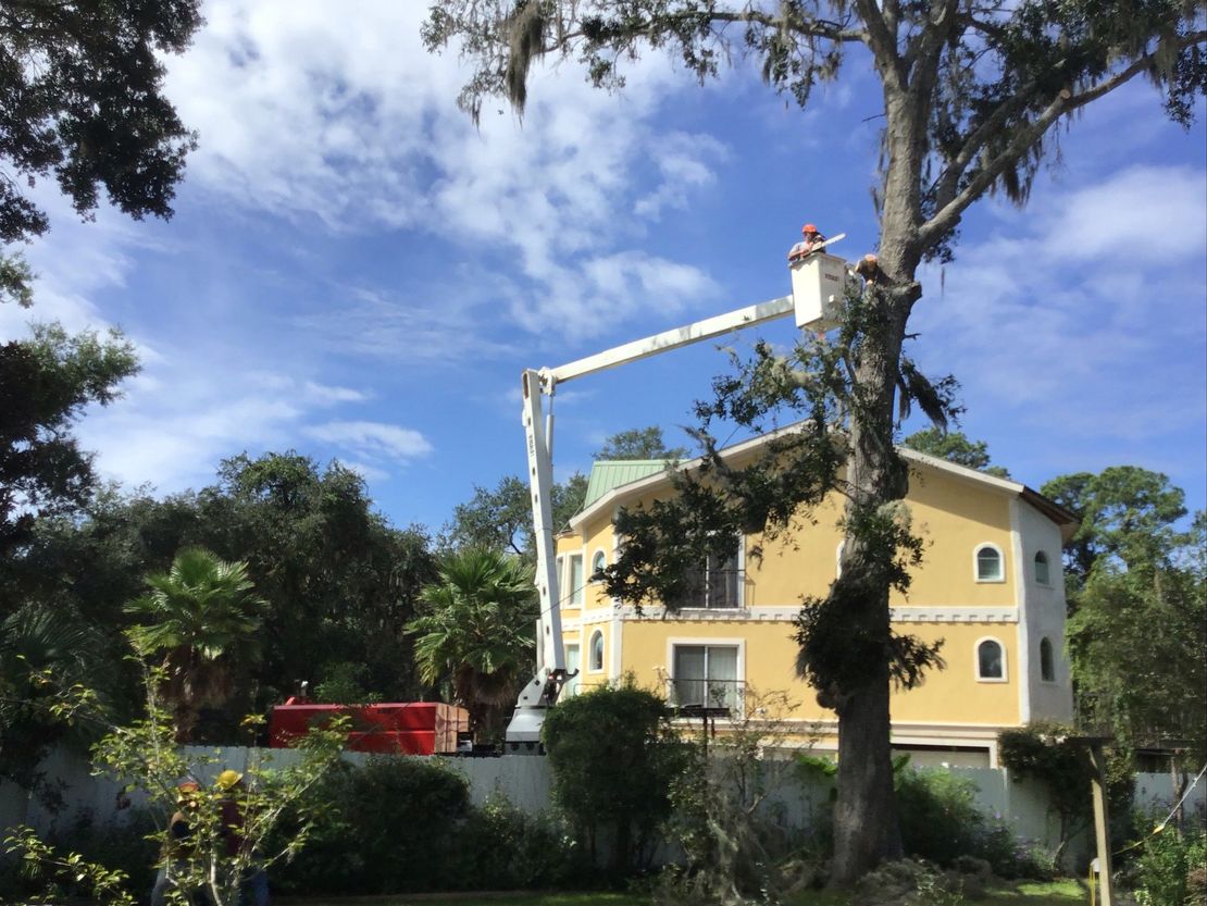 tree services by BS Tree Experts