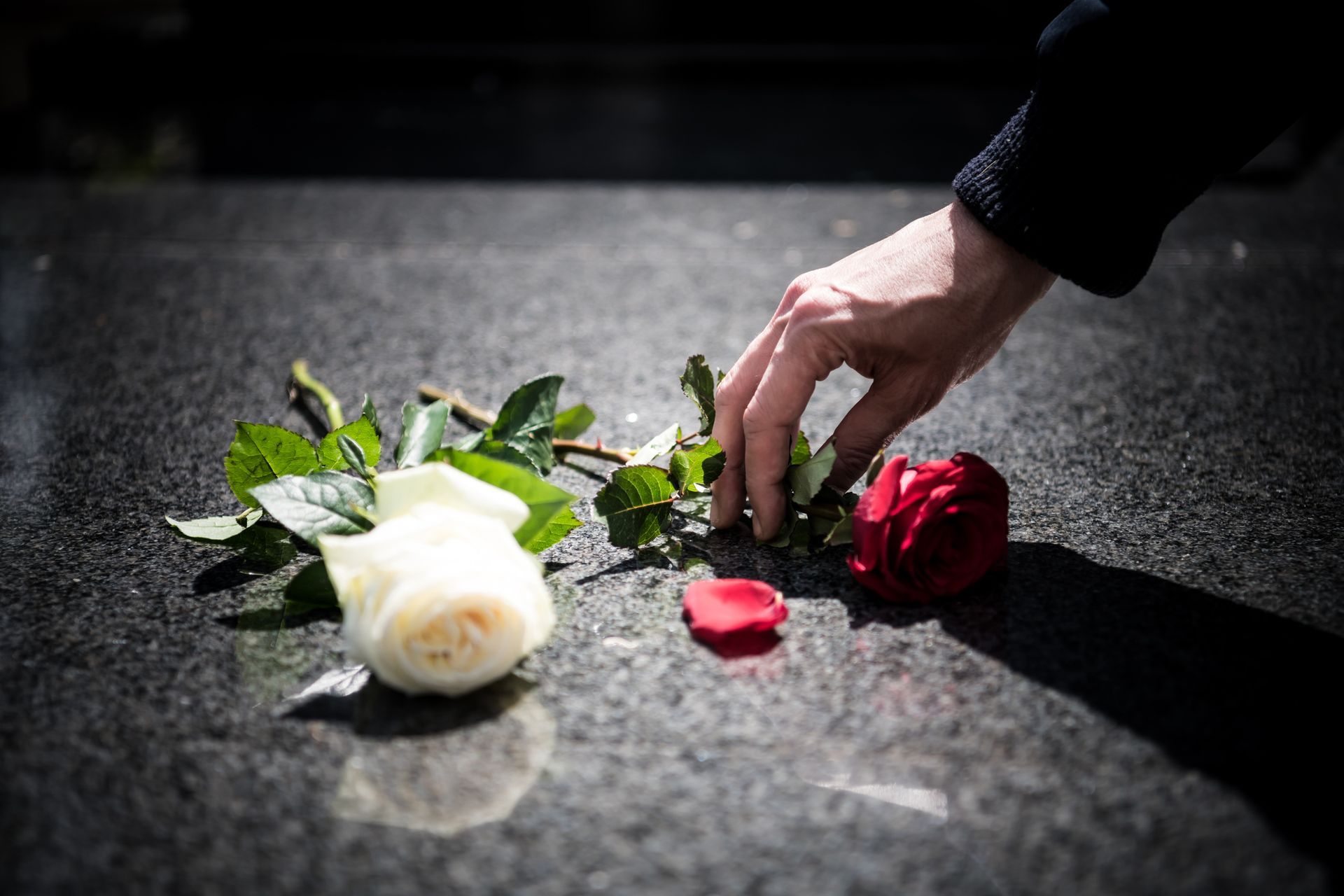 Hand placing red rose next to a white rose on a dark granite surface.