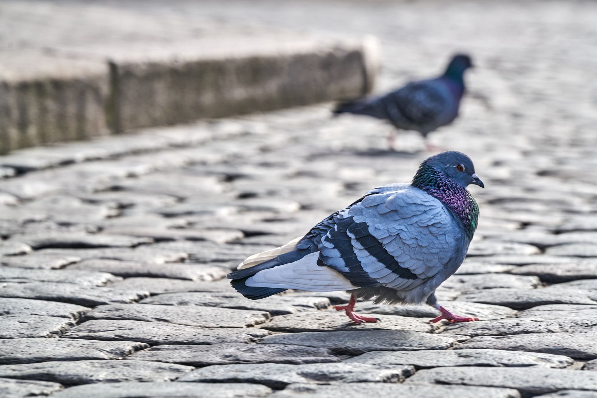 The City of Henderson Declares Pigeons a Public Nuisance