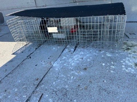 Pigeon Trapping in Las Vegas, NV