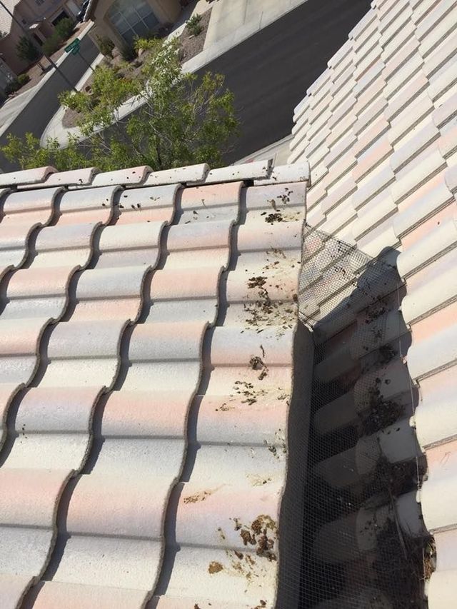 Pigeon Clean-Up | Las Vegas, NV | Pigeons B Gone