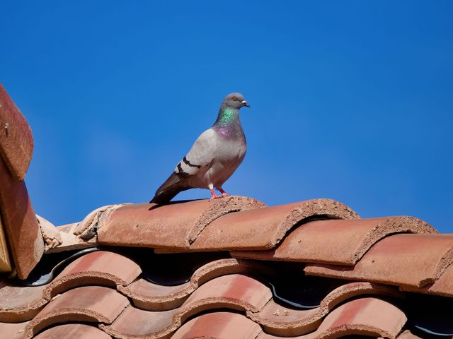 Pigeon Control Las Vegas NV