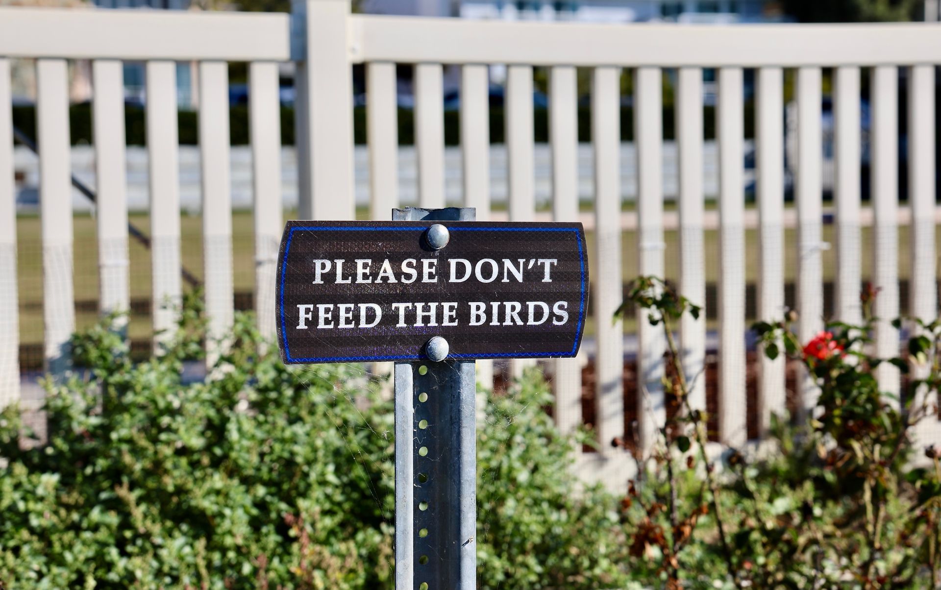 Don’t feed the birds, you could get fined