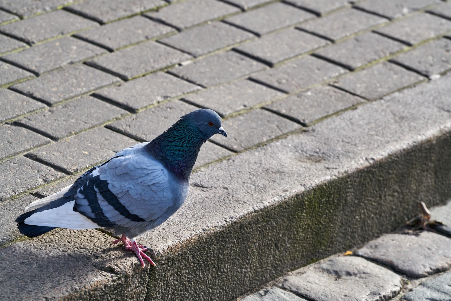 Pigeons are smarter than you think