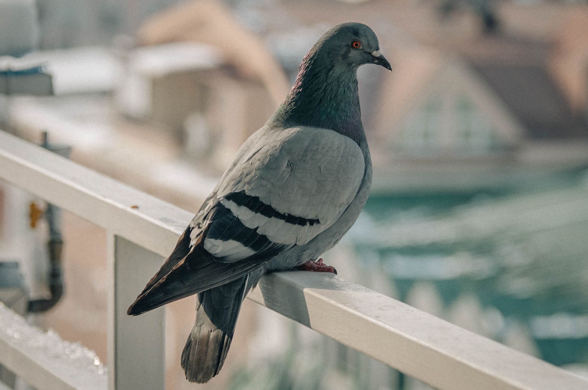 Pigeons using facial recognition software