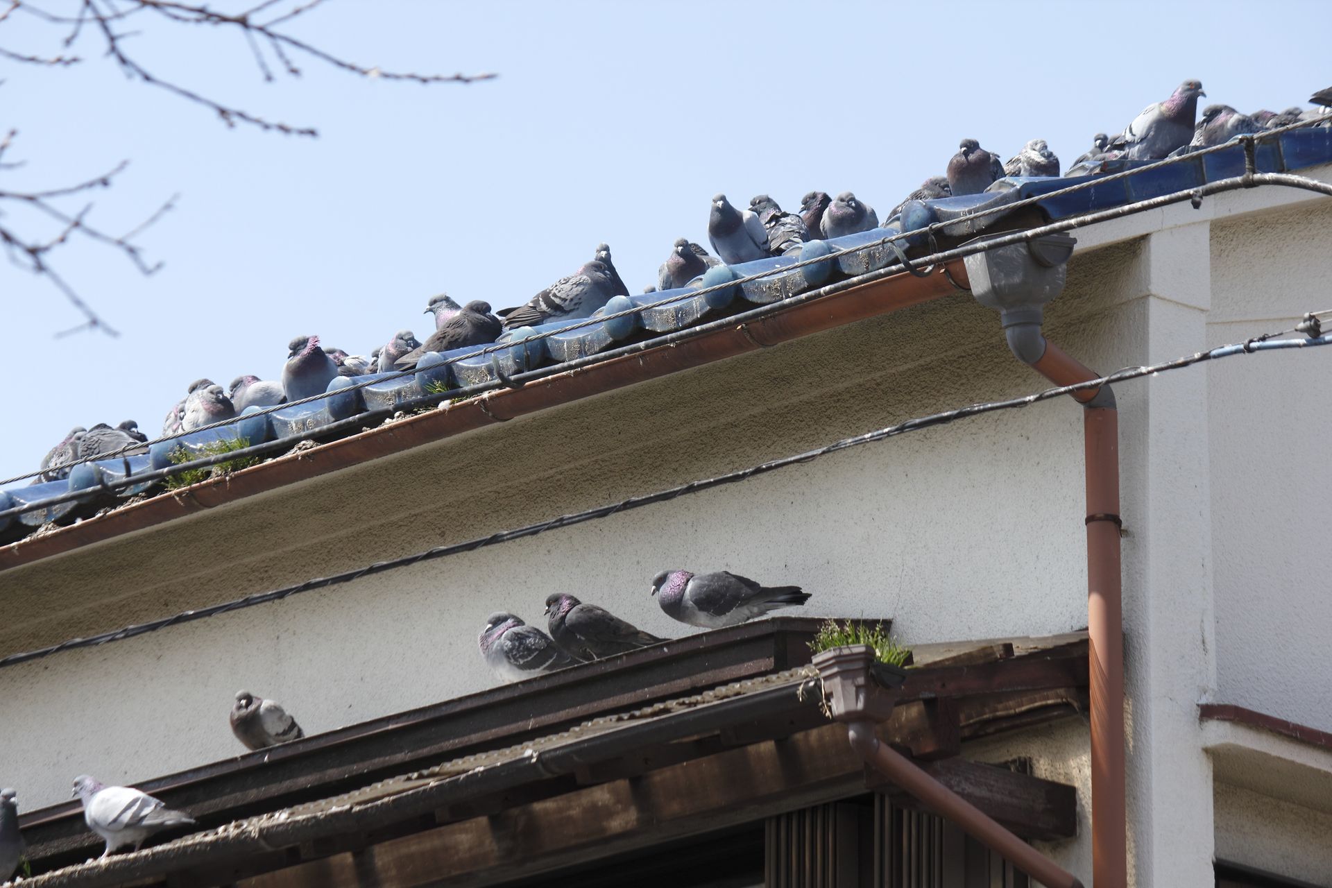 Bird Poop Eats Through Roof