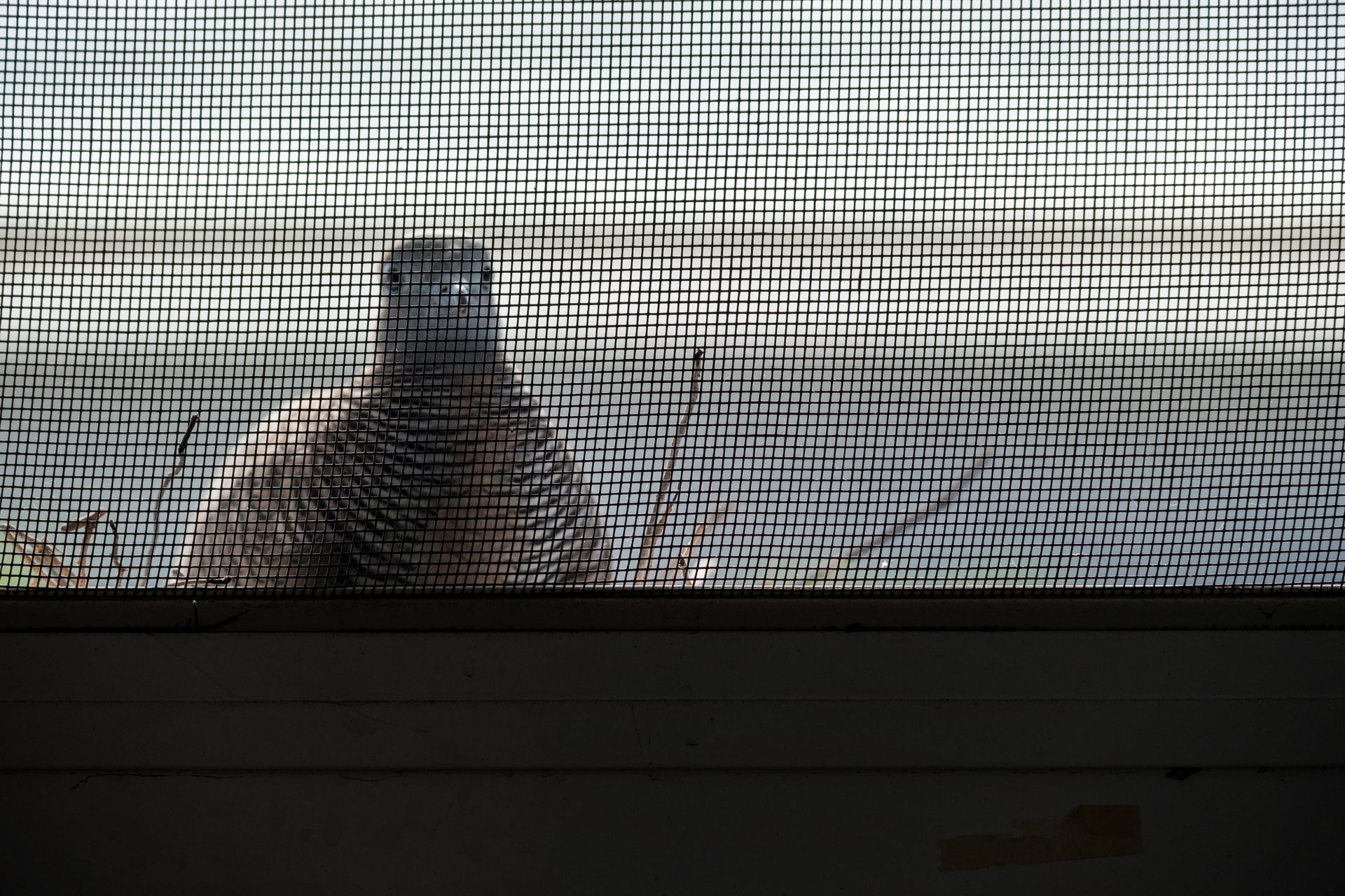 Residential Eave Before and After Pigeon Screening