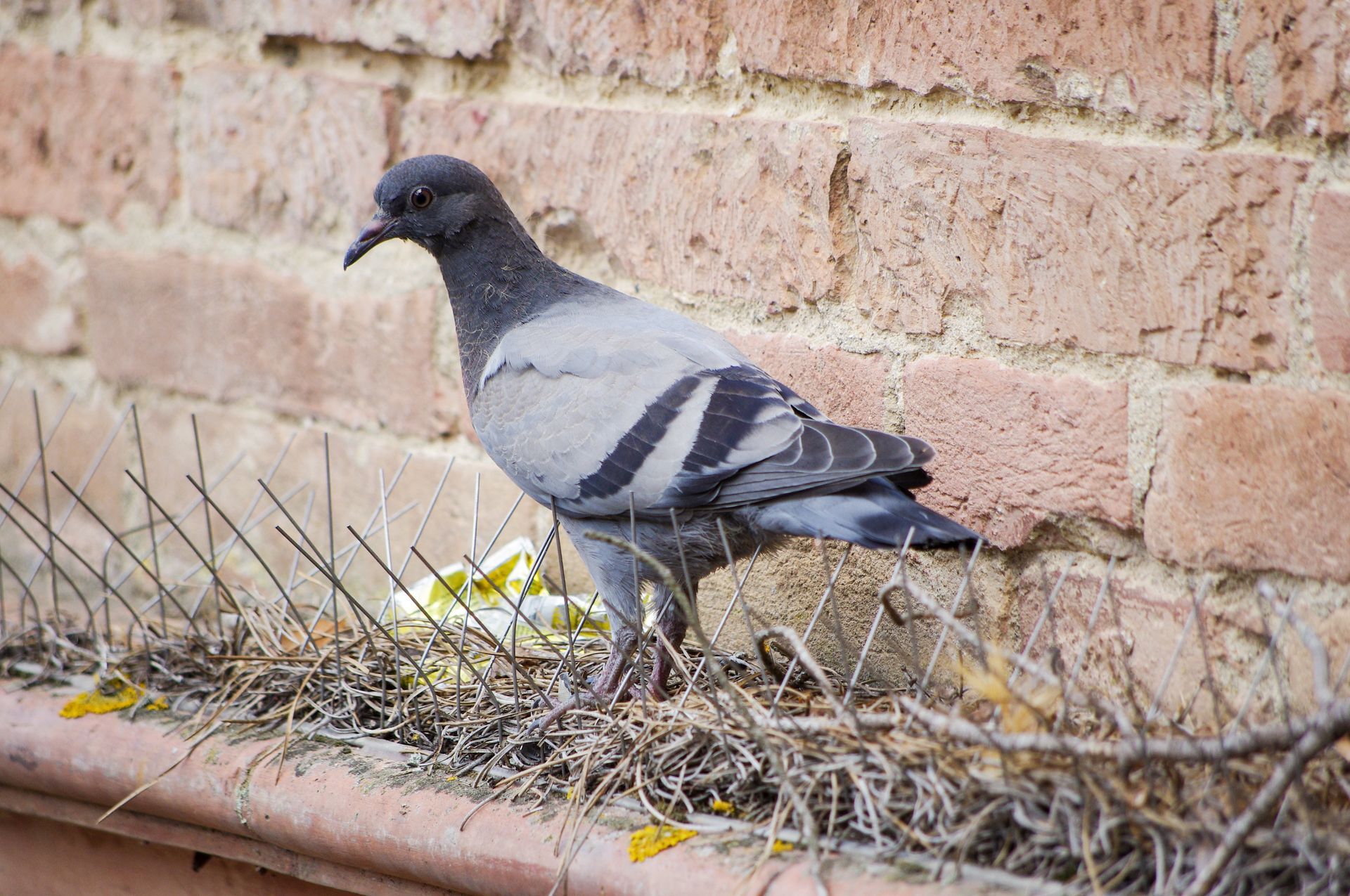 Trapping Pigeons