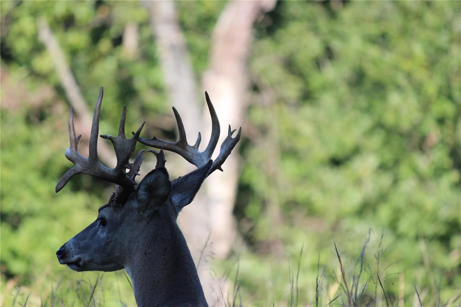 A deer with antlers is standing in a field with trees in the background.