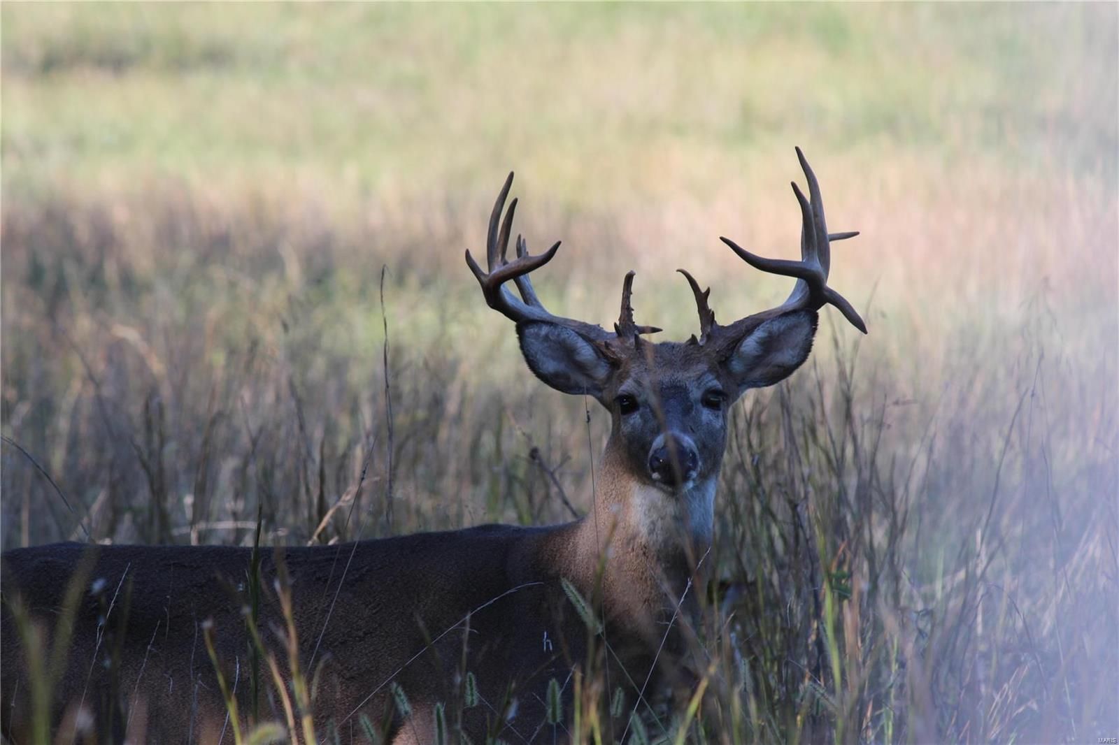 A deer with antlers is standing in a field of tall grass.