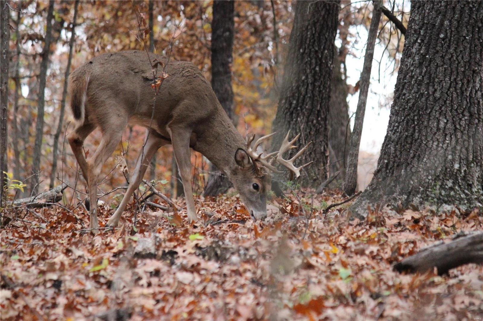 A deer is standing in the woods eating leaves.