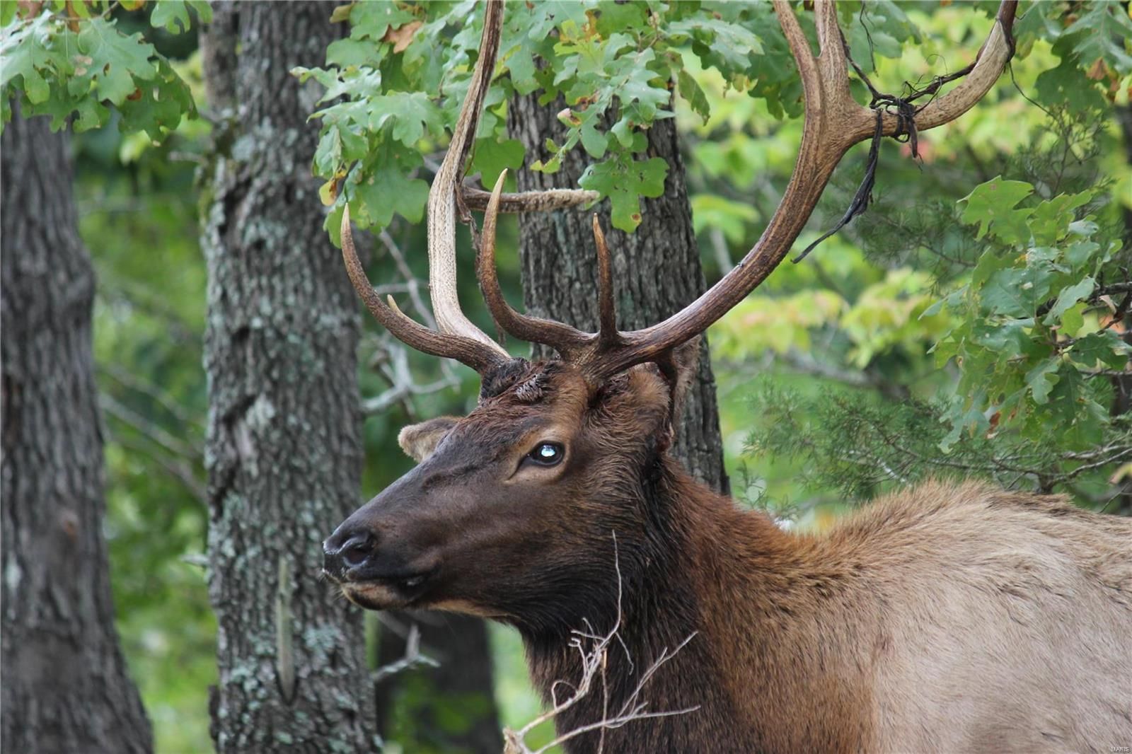 A close up of a deer with antlers standing in the woods.