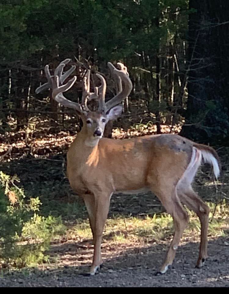 A deer with large antlers is standing in the woods.
