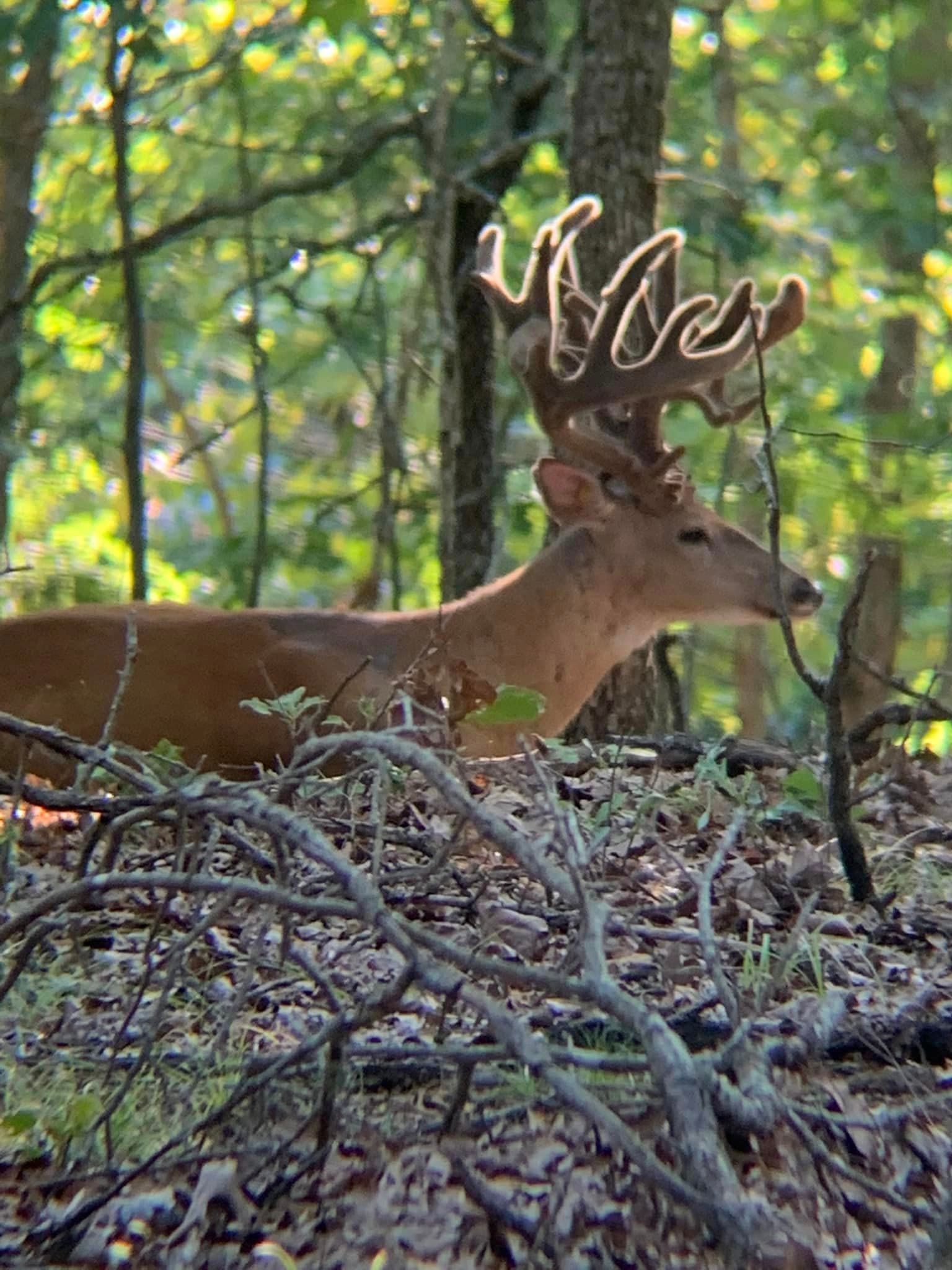 A deer with antlers is standing in the woods.