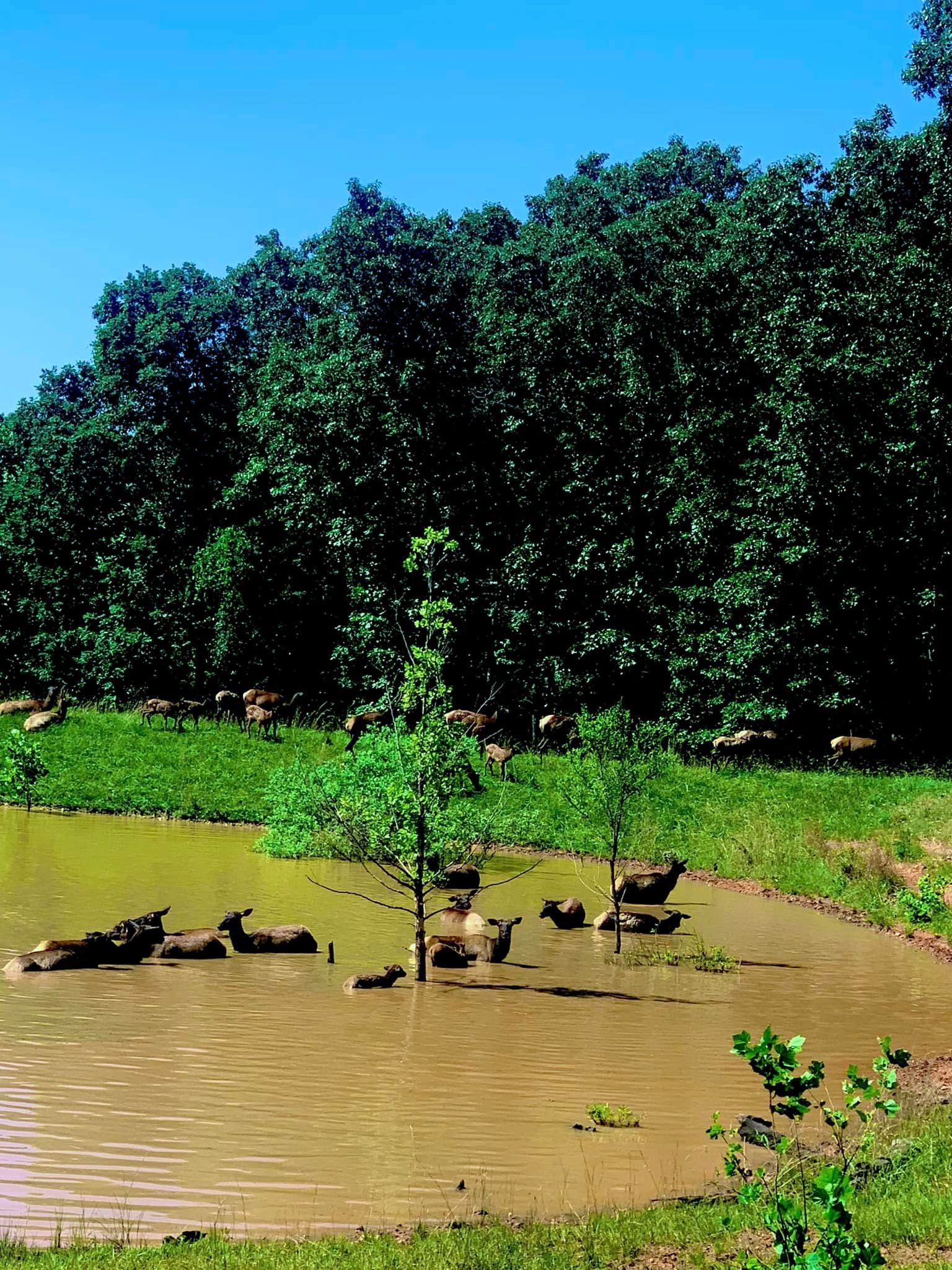 A group of animals are swimming in a pond with trees in the background