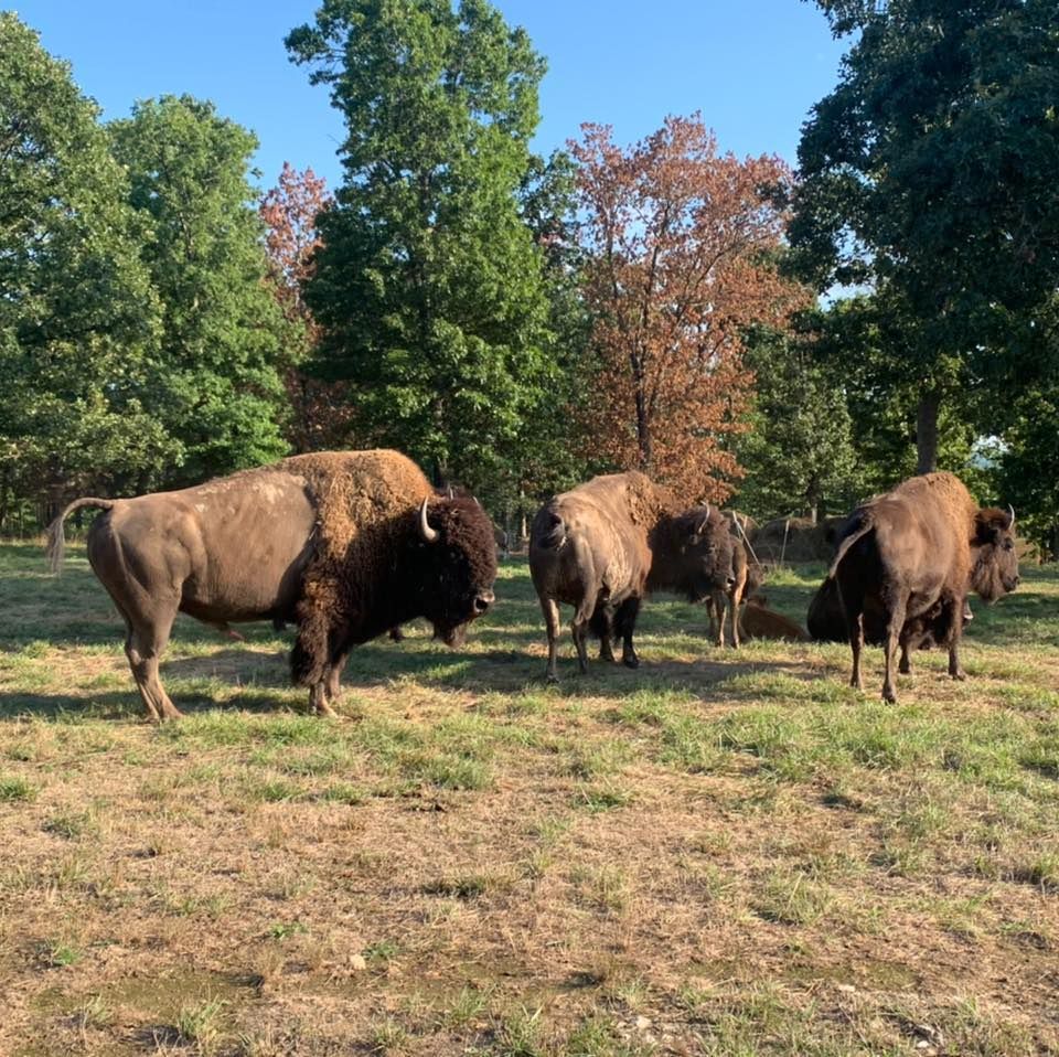 A herd of bison grazing in a field with trees in the background