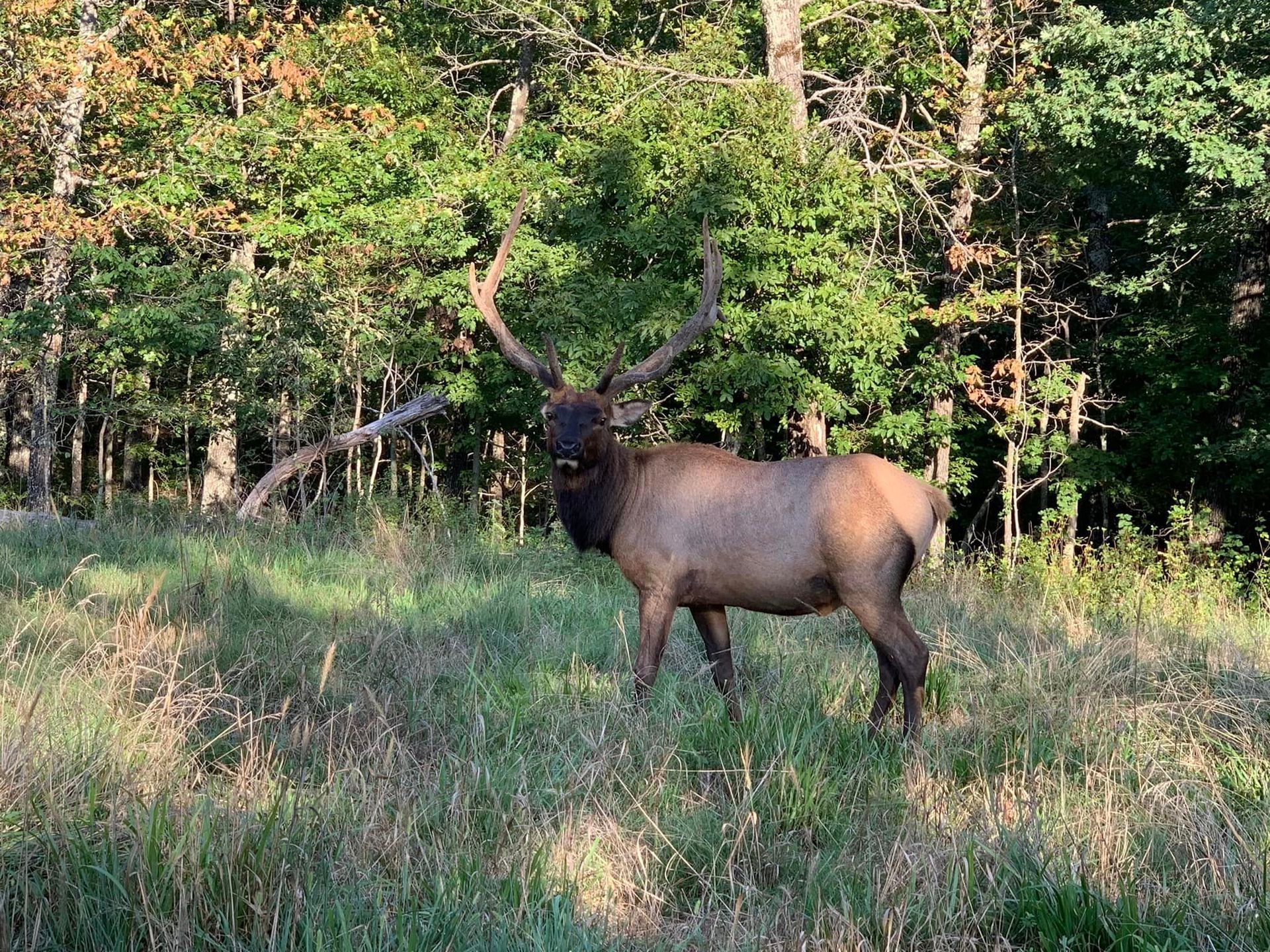A large elk with antlers is standing in a grassy field.