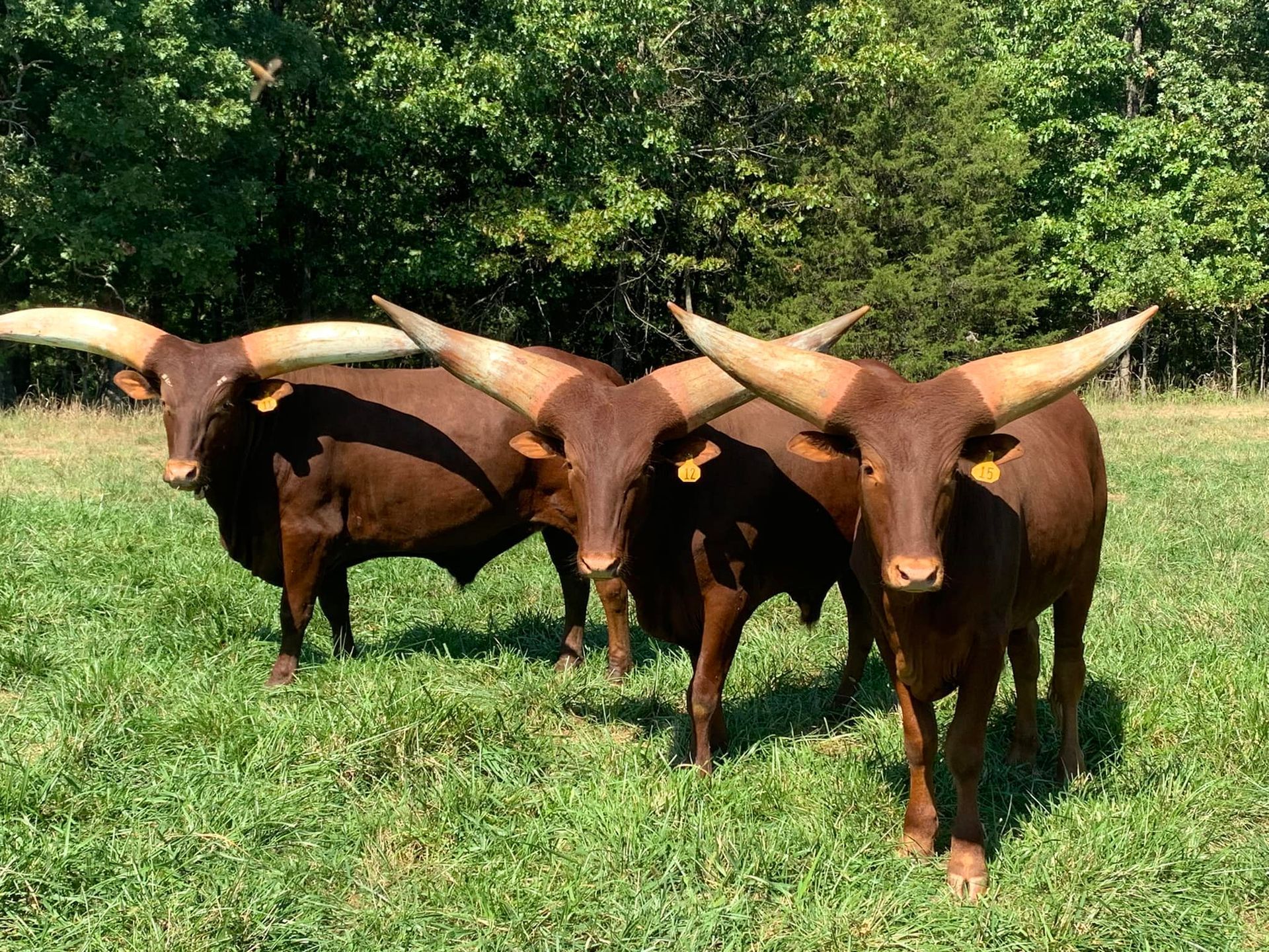Three brown bulls with long horns are standing in a grassy field.