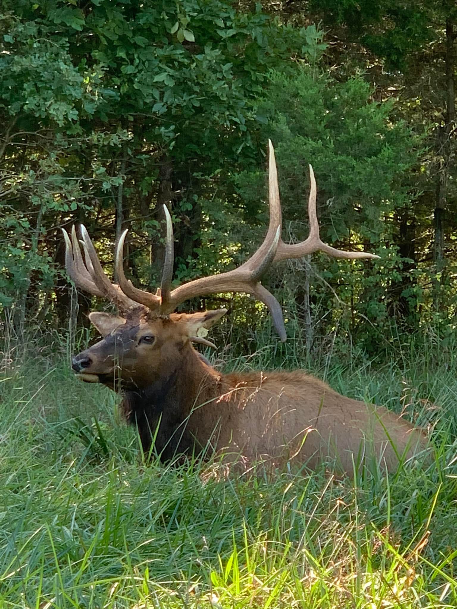 A large elk is laying in the grass in the woods.