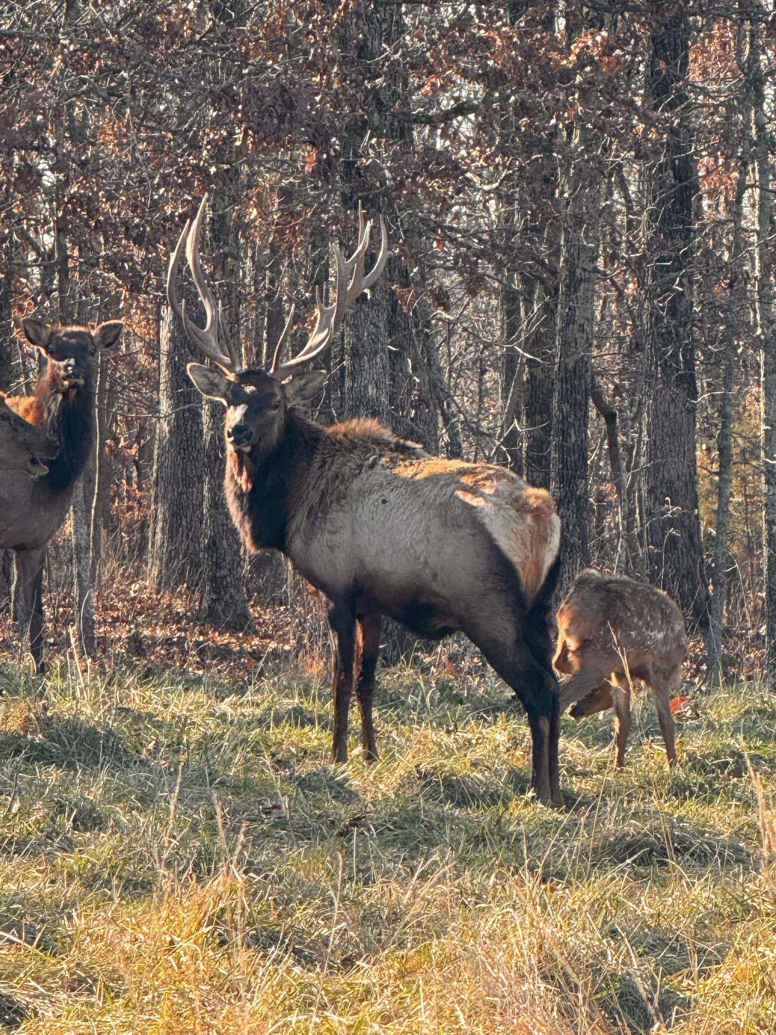 A herd of elk standing in a grassy field in the woods.