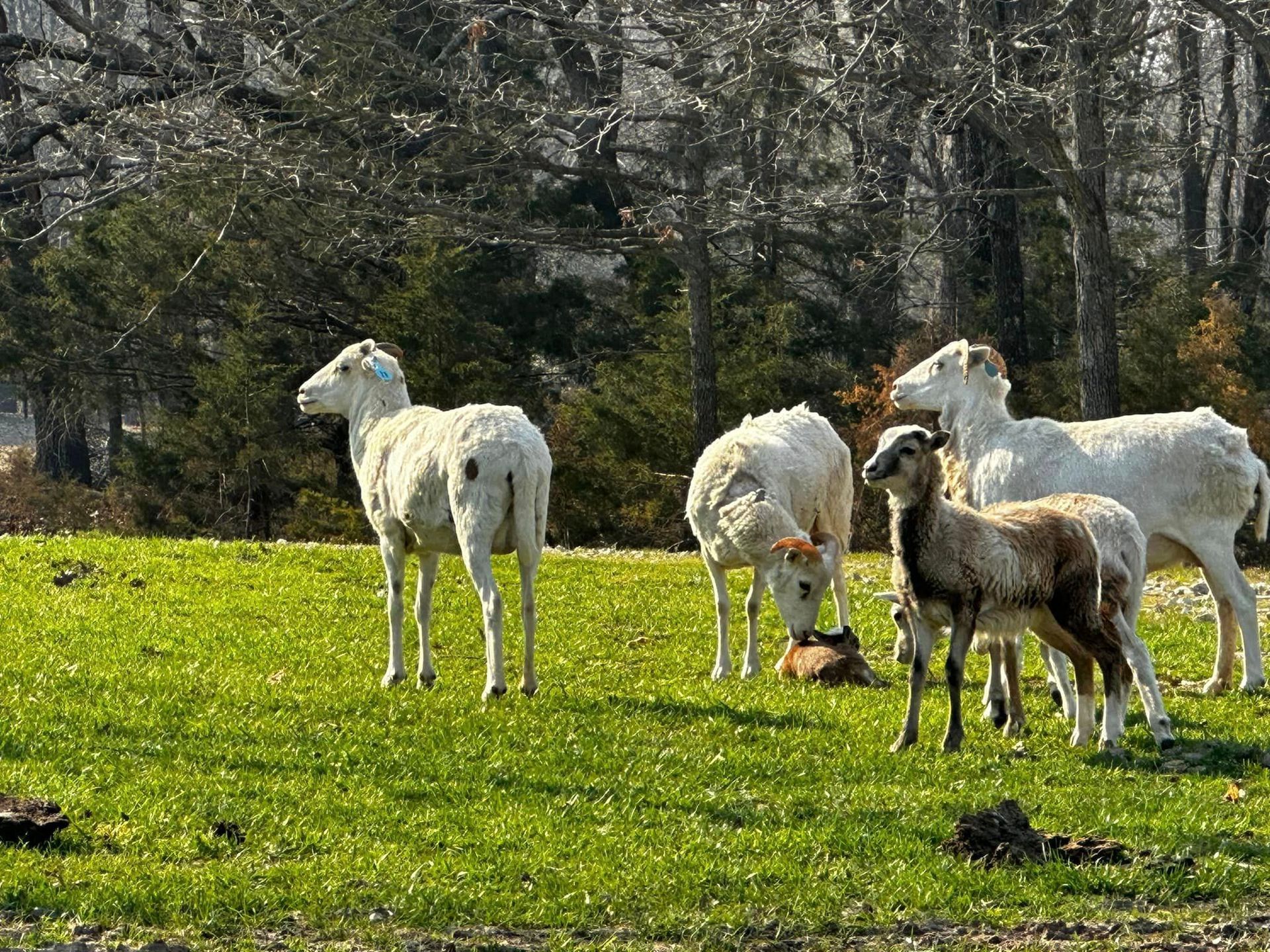 A herd of sheep are grazing in a grassy field.