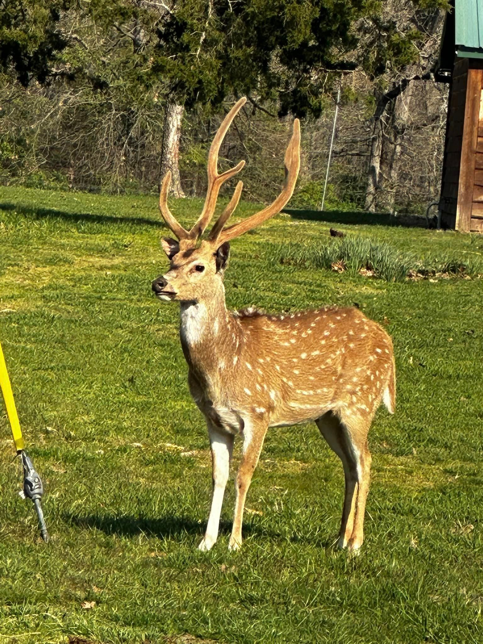 A deer with large antlers is standing in a grassy field.