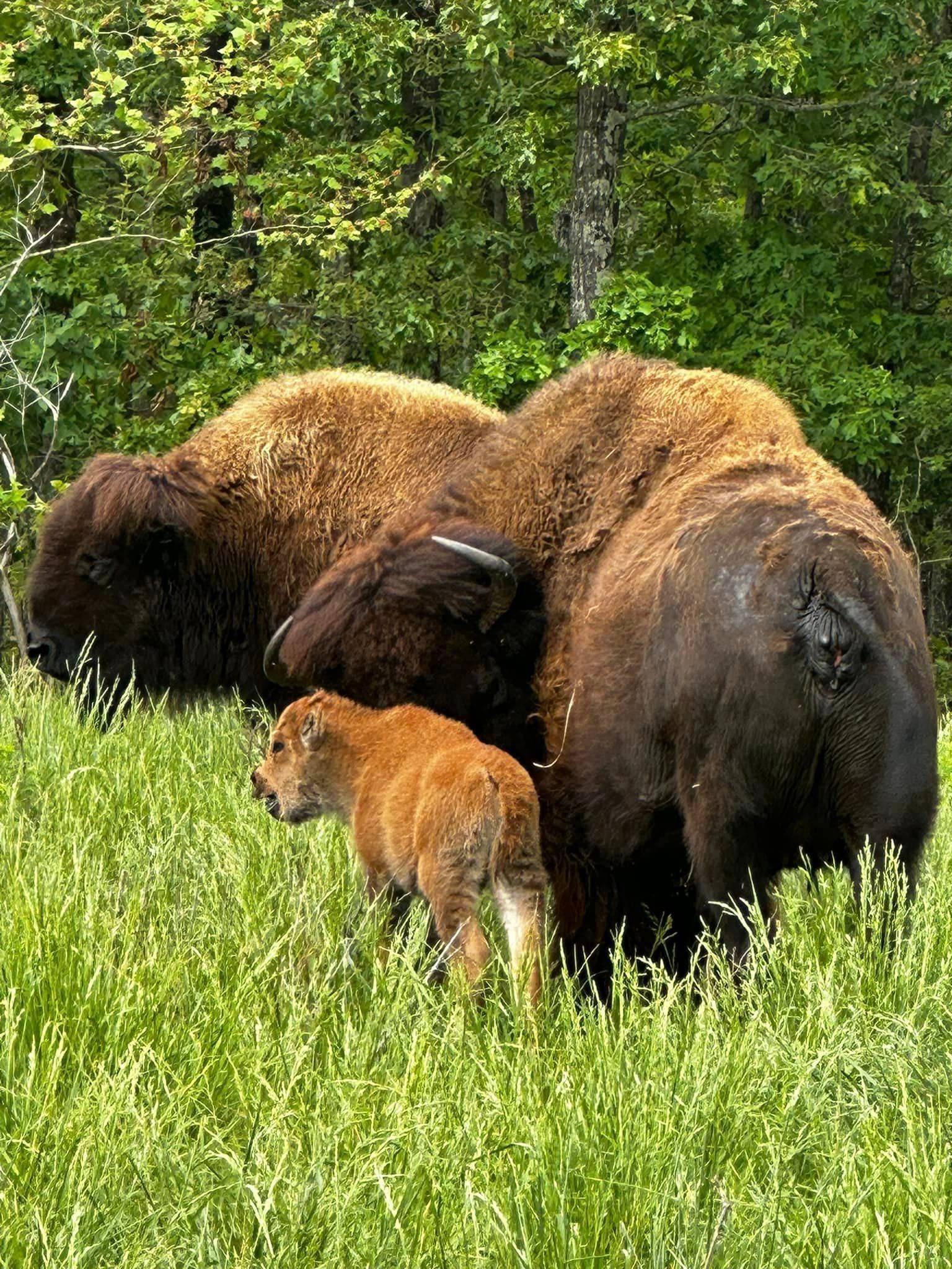 A herd of bison standing in a grassy field.