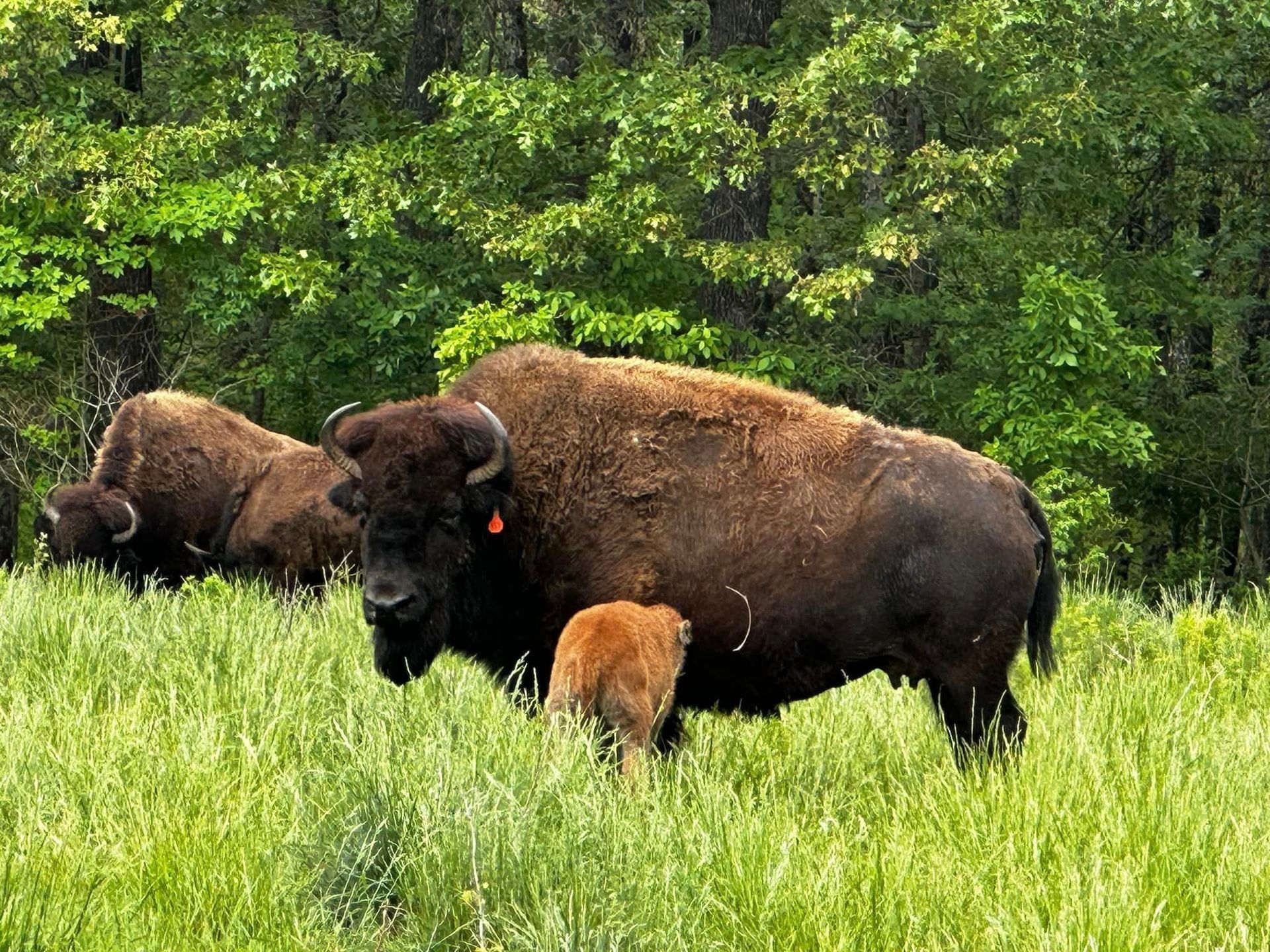 A herd of bison standing in a grassy field.