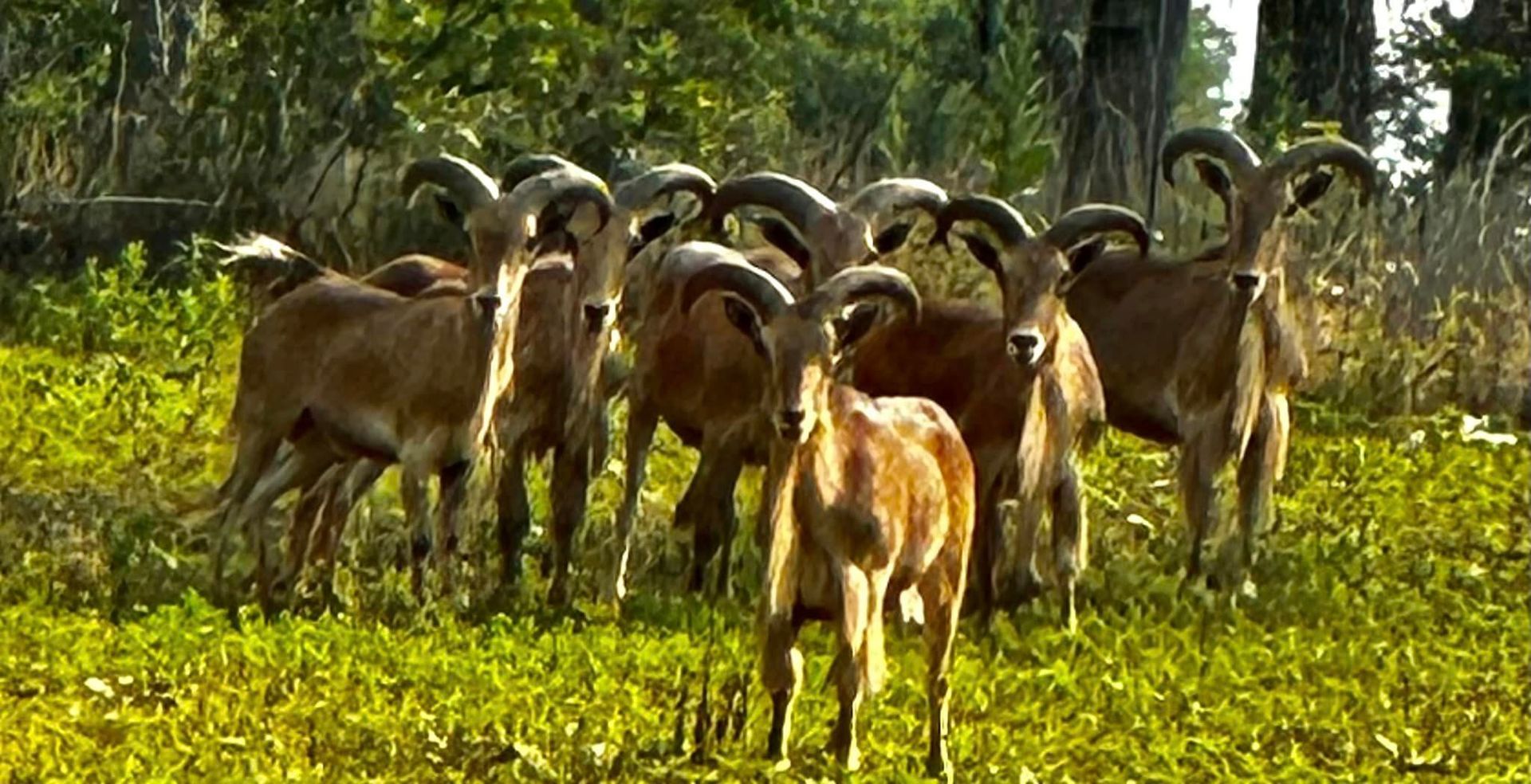 A herd of goats with long horns standing in a grassy field.