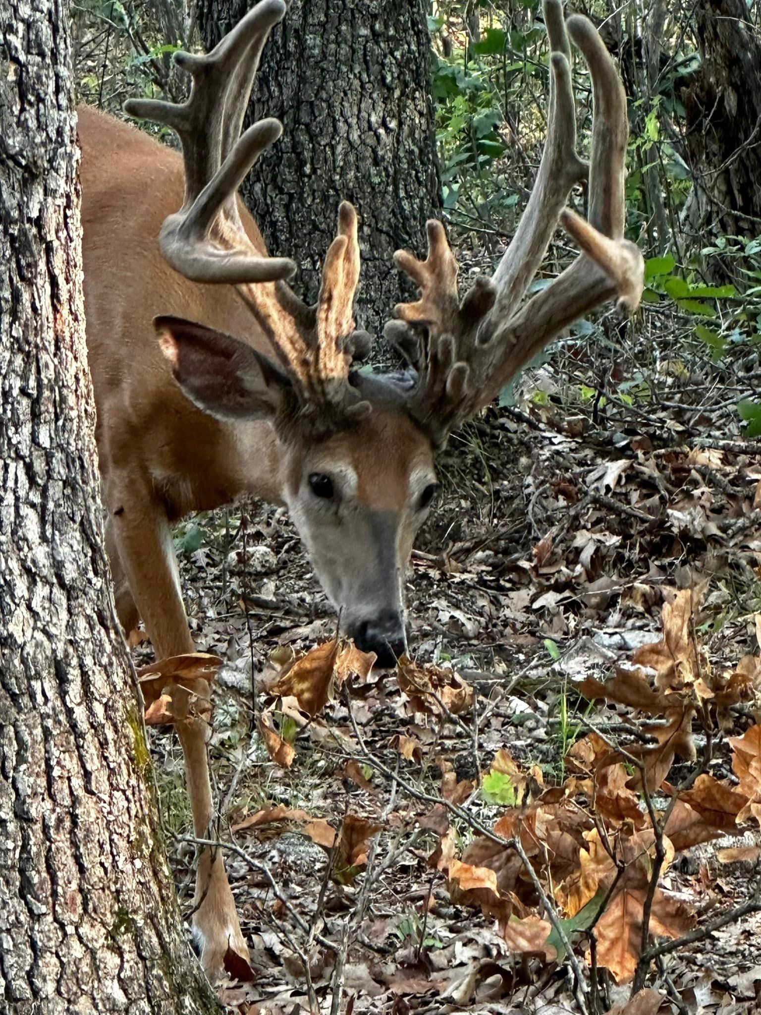 A deer with antlers is standing next to a tree in the woods.