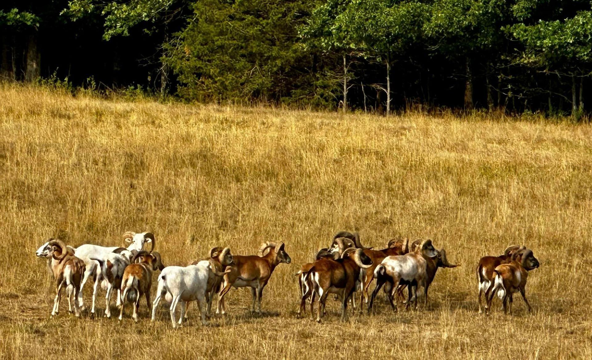 A herd of goats standing in a field of dry grass.