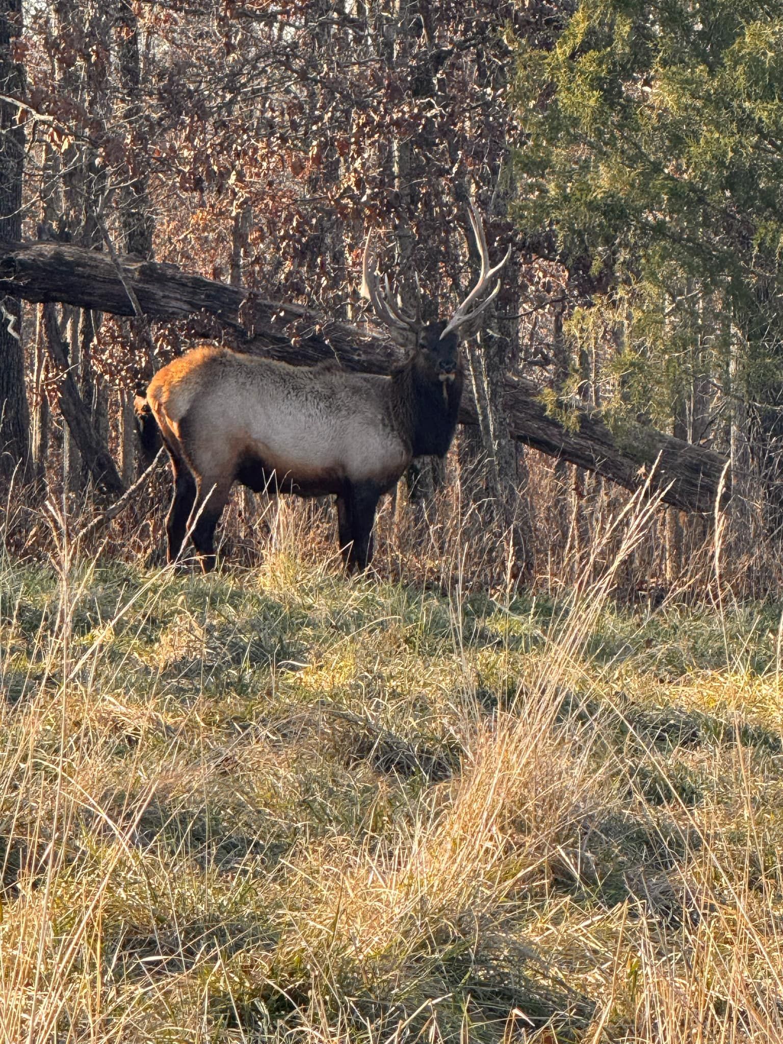 A large elk is standing in a grassy field in the woods.