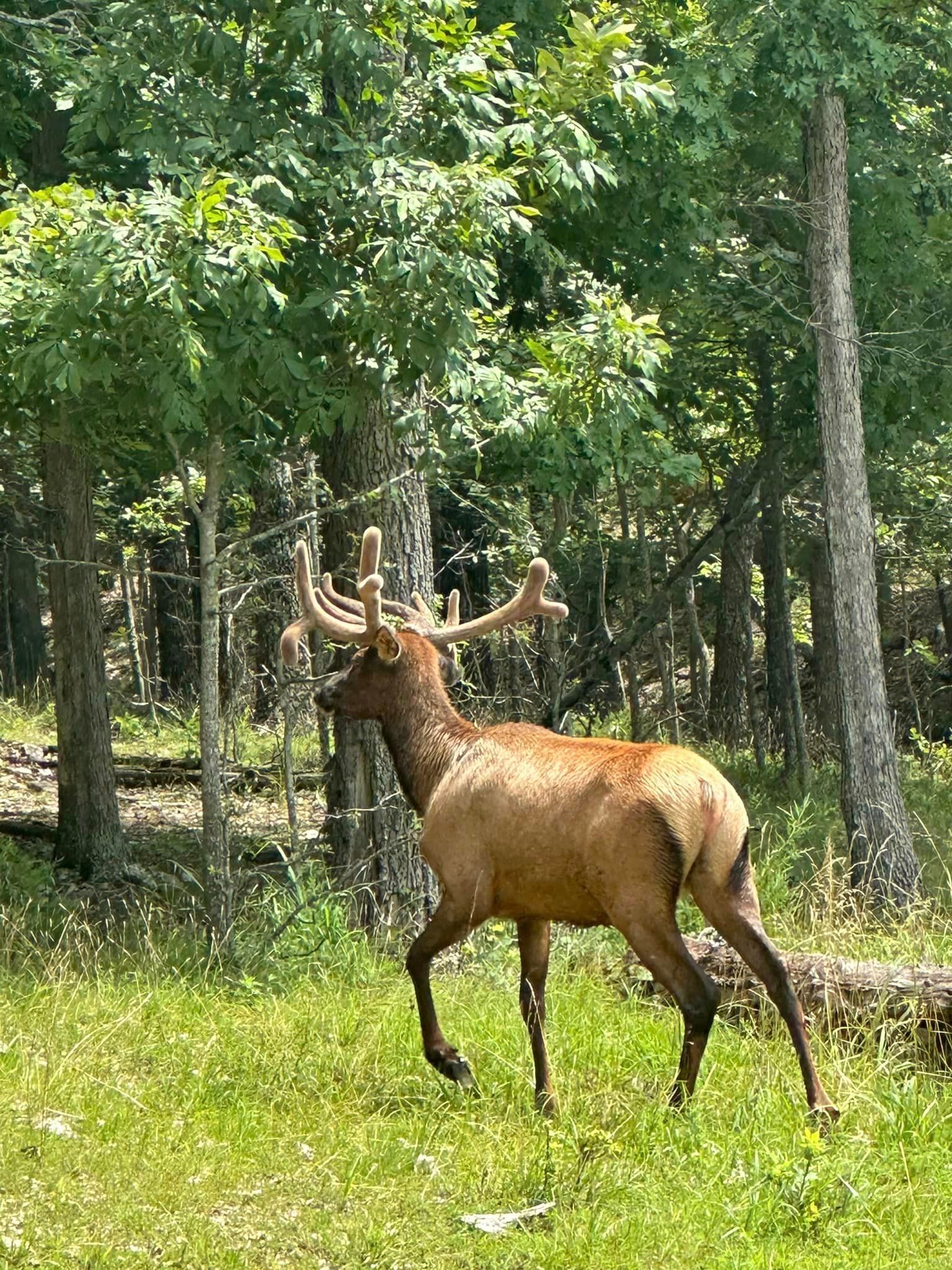 A deer with antlers is walking through a grassy field in the woods.