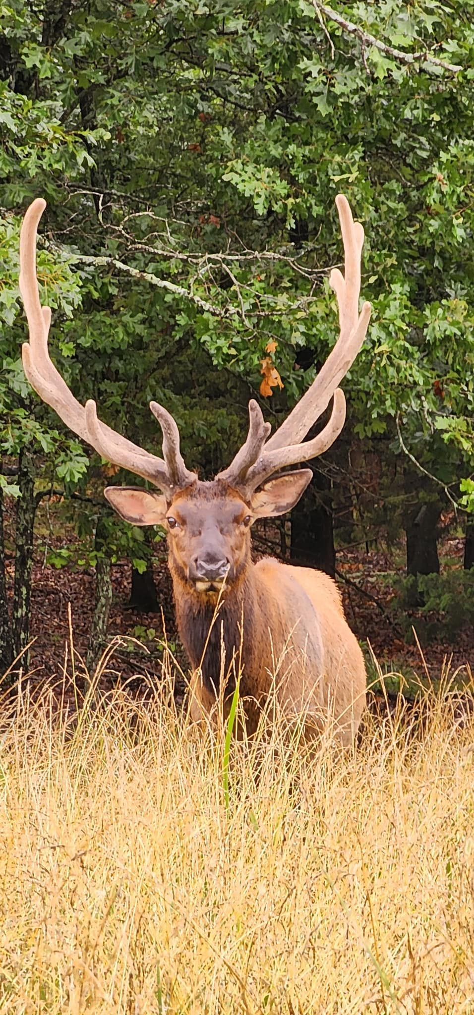 A large elk is standing in a field of tall grass in the woods.
