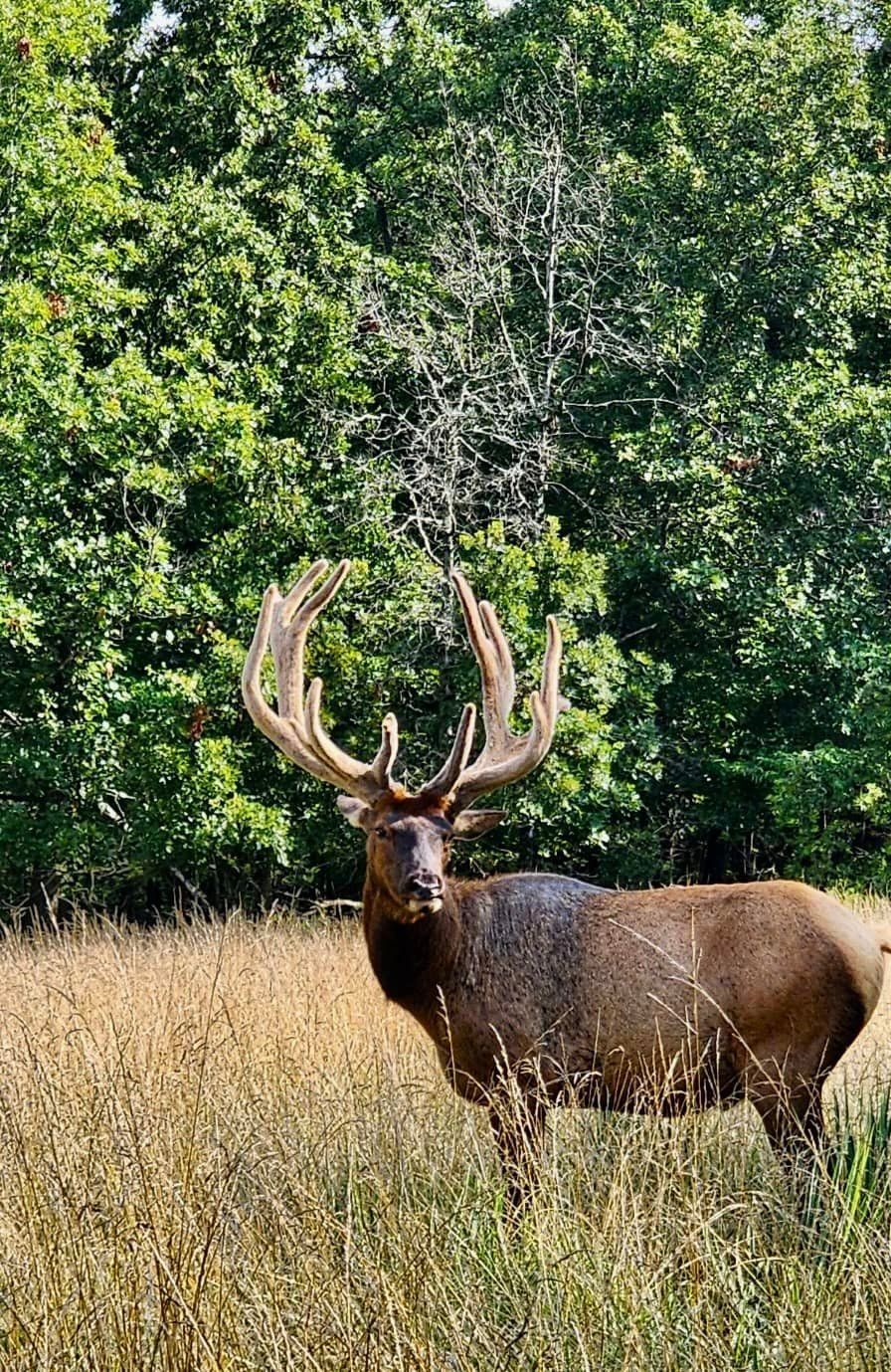 A large elk standing in a field with trees in the background.