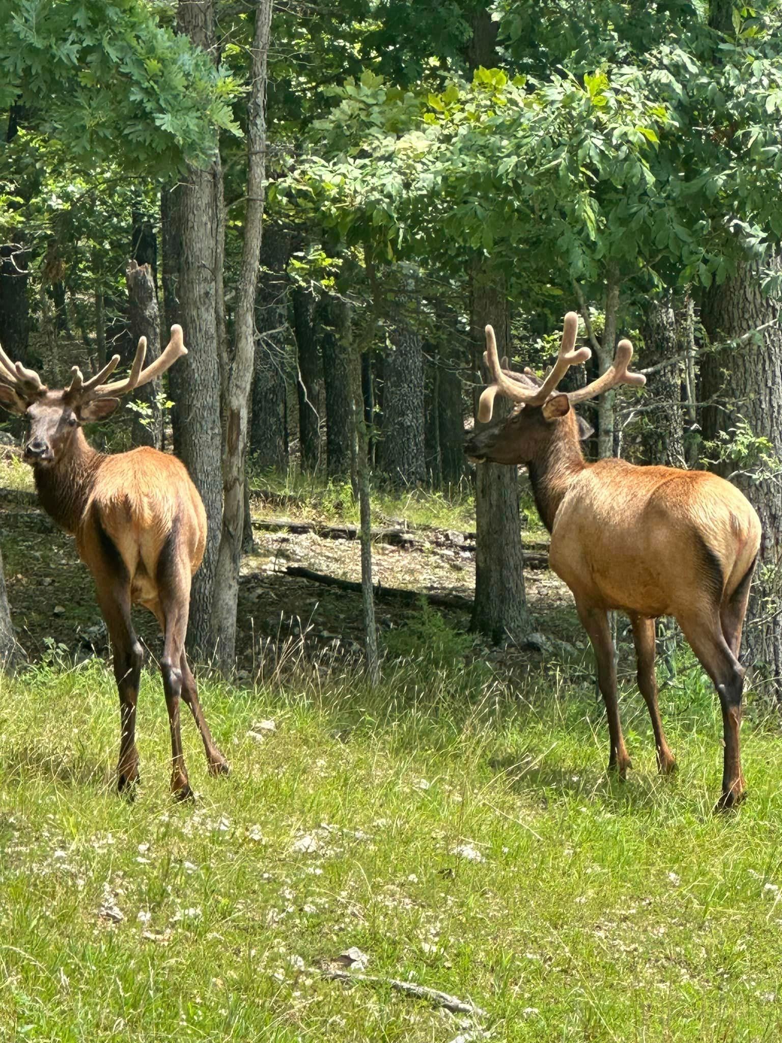 Two deer are standing in a grassy field in the woods.